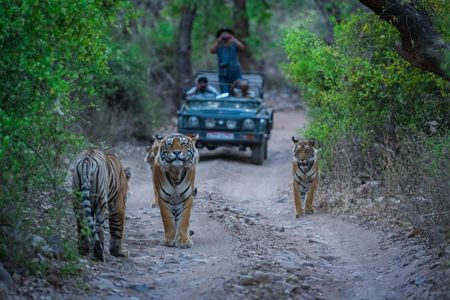 Wildlife Tour Packages