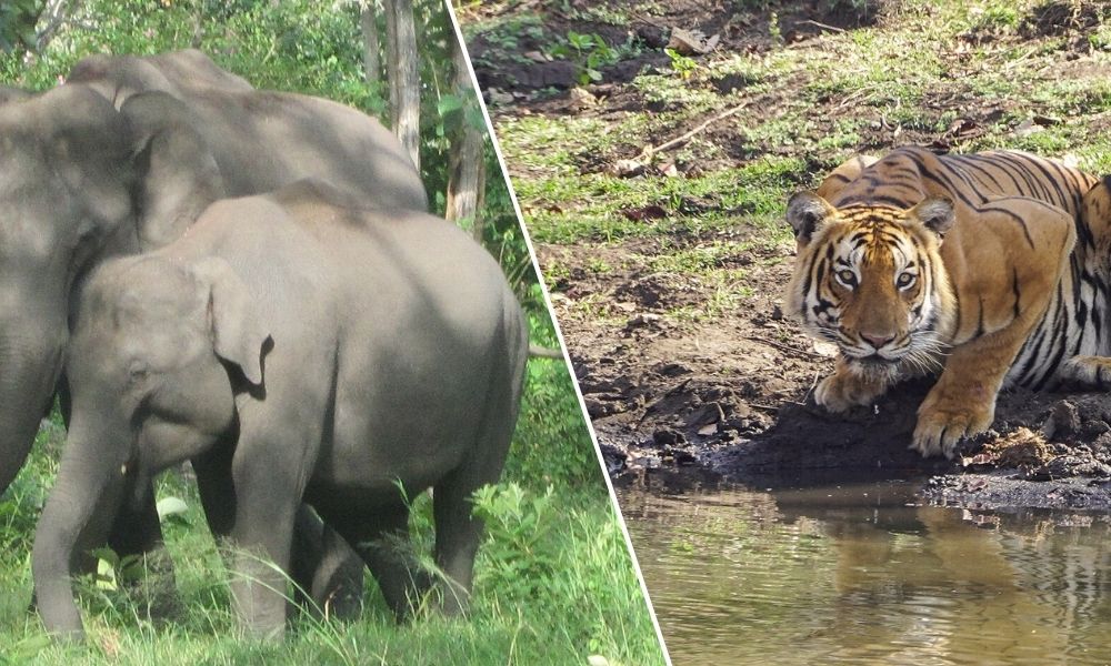 North India Wildlife Tour