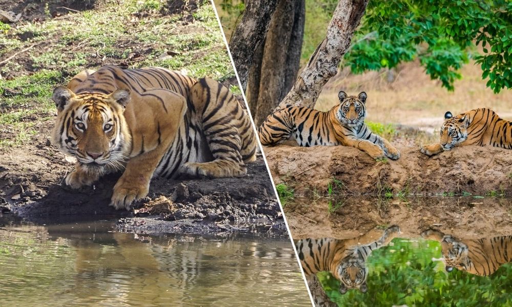 Tiger Safari in North India