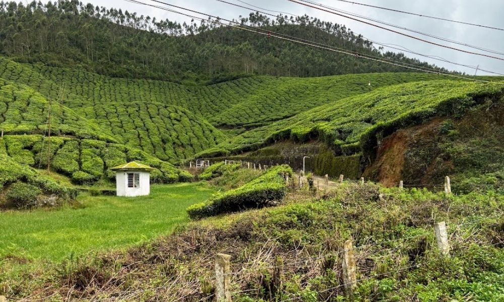 Kerala Hillstation and Backwater