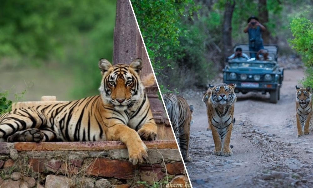 Rajasthan Wildlife Tour