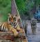 Rajasthan Wildlife Tour
