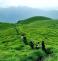 Coorg Wayanad Tour Package