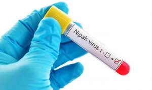 Nipah Virus Effect: Is It Safe to Travel Kerala Now?