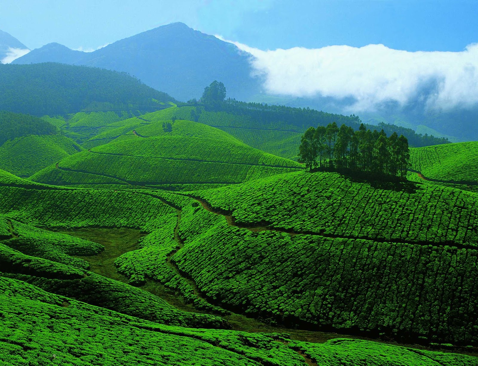 How to Plan a Short Trip to Munnar