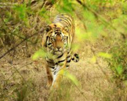 Tiger Safari in North India