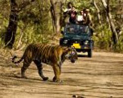 Roverholidays: Tiger Safari in North India