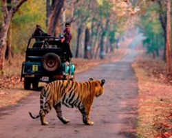 Tiger Safari in North India